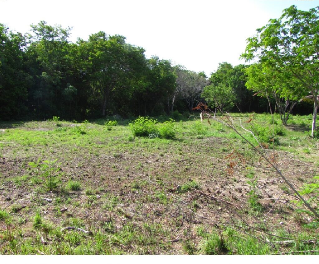 Exequiel-Verde1.1-picture-2-Parcel-1107-Sarteneja-Reg-Section