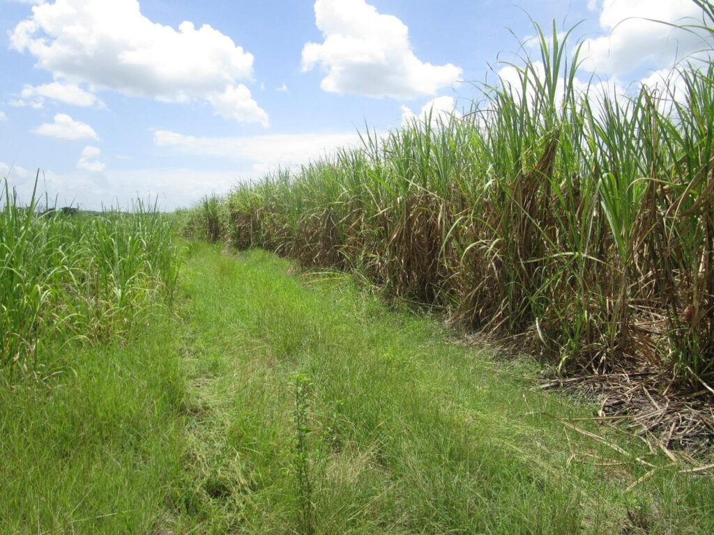 Cane field (right) along the southern boundary off the San Antonio-San Roman Road