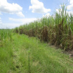 Cane field (right) along the southern boundary off the San Antonio-San Roman Road