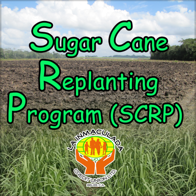 sugar cane replanting loan web icon